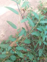 Image result for Corchorus tridens