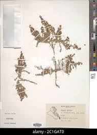 Image result for Cressa cretica