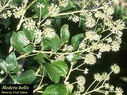 Image result for Hedera