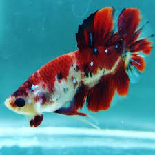 Ikan ini mempunyai bentuk dan karakter yang unik dan cenderung agresif dalam mempertahankan. Jual New Cupang Giant Koi Galaxy Size Sm No 1 Betta Splendens 089x648x708x766 Di Lapak Ciaradina Bukalapak