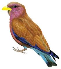 Image result for Acacia rovumae