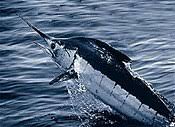 Marlin are a rare but welcome catch in florida. Marlin Wikipedia
