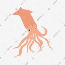 الحبار البحري حبار محيط قاع البحر png والمتجهات للتحميل مجانا marine life marine squid