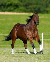 The Value Of Turnout Horses Horse Tips Show Jumping Horses