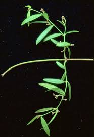 Image result for Secamone