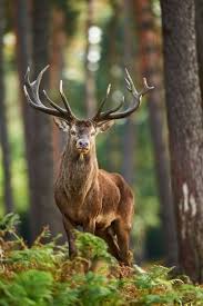 Venado Hayvanlar Alemi