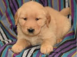 If you are unable to find your golden retriever puppy in our puppy for sale or dog for sale sections, please consider looking thru thousands of golden retriever dogs for adoption. Sapphire Golden Retriever Puppy For Sale Animals Penn Yan New York Announcement 131790