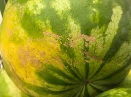 Voici Les Astuces Pour Choisir Les Meilleurs Fruits Fruits Trucs Et Astuces Cuisine Astuces