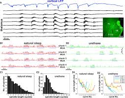 Sleep Spindles In Ventrobasal Thalamus Download Scientific Diagram