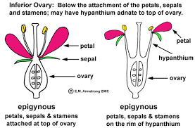 Maybe you would like to learn more about one of these? Flower Terminology Part 2