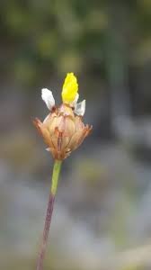 Image result for Xyris obscura