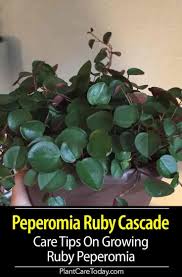 We did not find results for: Peperomia Ruby Cascade Care Learn Tips On Growing Ruby Peperomia Peperomia Plant Peperomia Trailing Plants