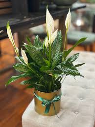 Image result for Spathiphyllum