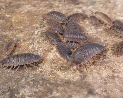 Maybe you would like to learn more about one of these? What Are Slaters How To Control Them In Your Garden Yates