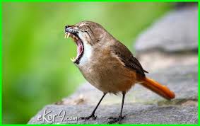 Burung yang langka populasinya bisanya burung tersebut adalah burung lindung. Betapa Lucunya 10 Gambar Editan Hewan Bertukar Kepala Penasaran Dunia Fauna Hewan Binatang Tumbuhan Binatang Aneh Binatang Binatang Lucu