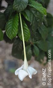 Image result for Turbina longiflora