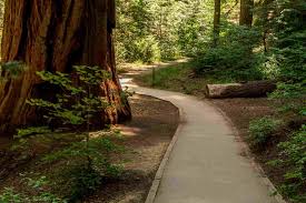 sequoia national park