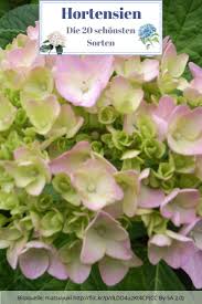 We did not find results for: Hortensiensorten Die 6 Schonsten Hortensien Arten Hortensien Hortensien Arten Pink Lady