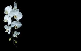 Black abstract flowers art 4k hd black is part of the black wallpapers collection. Black Background Orchids White Flowers Flowers Hd Wallpaper Wallpaperbetter