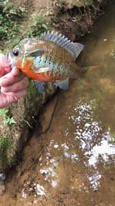 Wisconsin is known for its abundance in delicious fish, especially the panfish. Caught These Guys In My Backyard Stream I Think They May Be An Orange Spotted Sunfish Or Long Ear Sunfish I Kinda Wanna Make A Tank For One Or 2 Would 40 Gallon