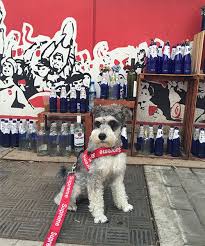 シュプリーム 犬用 リード ハーネス セット おしゃれ supreme リードとハーネスのセット 大人気 ハーネス調整可 小型犬用品 中型犬用品 ブランド 犬用品 犬 犬用品 犬 フード