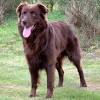 The red merle australian shepherd is a looker with its beautiful coat pattern, so it's no surprise that some say it stands out among the dogs within the breed. 3