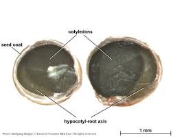 Image result for Indigofera secundiflora
