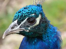 Bird With Big Feathers On Head Peacock Bleu Peacock Birds Big Bird