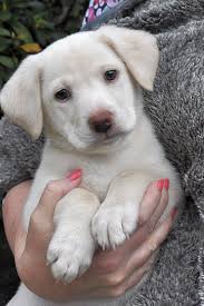 Owners must complete their portion of the paperwork and mail in the registration to the akc along. These Atlanta Based Puppies Are Up For Adoption And In Need Of A Good