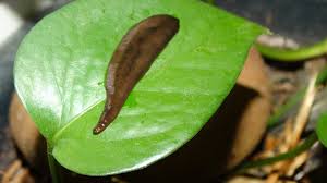 Image result for Sericanthe chimanimaniensis