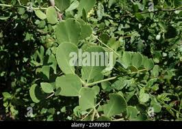 Image result for Gymnosporia arenicola