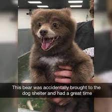 Mother nature, however, had our backs and supplied us with some funny animal pictures. Sanitaryum Clean Humor Clean Funny Pics Vids Gifs Cute Baby Animals Cute Animals Funny Animal Pictures