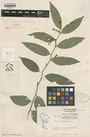 Image result for Opilia amentacea