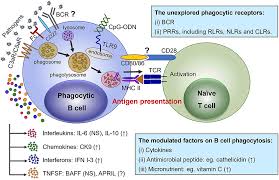 Hotels near bixia pokwong scenic resort. Frontiers Recent Advances On Phagocytic B Cells In Teleost Fish Immunology