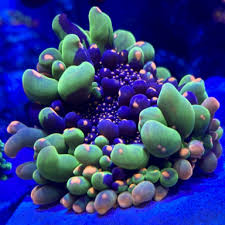 To be clear, very few of the bubbly rhodactis, even the top shelf rainbow bullseye mushrooms, are. Florida Tck Powerball Bounce Mushrooms Reef2reef Saltwater And Reef Aquarium Forum