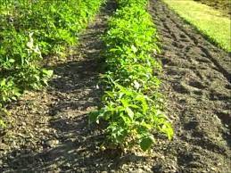 Knowledge of the genetic variation of peanut accessions is important for their efficient use in breeding programs, for studies on crop evolution, and for conservation purposes. How To Grow Peanuts Youtube
