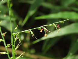 Image result for Oplismenus compositus