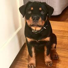 Rottweiler dünyanın en eski ırklarından biri. 77zmqizvf925rm