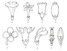 Check out our cross with flowers selection for the very best in unique or custom, handmade pieces from our shops. How To Draw Basic Flower Shapes Quarto Knows Blog