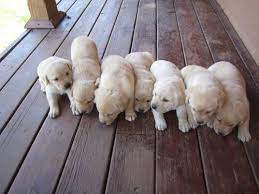 How many labrador retrievers are there in oregon? Yellow Lab Puppies For Sale For Sale Oregon