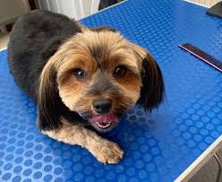 Pampered Paws by Sonia