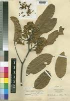 Image result for Isoberlinia