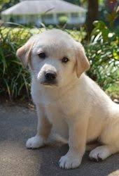 Black And White Great Pyrenees Lab Mix Pin On Puppies