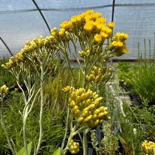 Image result for Helichrysum candolleanum