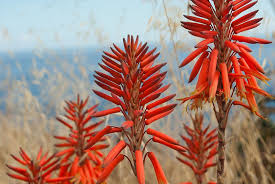 Tropical plant with red flowers. Flowers Aloe Plants Orange Red Tropical Plant Red Growth Focus On Foreground Beauty In Nature Pxfuel