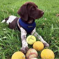 Maybe you would like to learn more about one of these? Bird Dogs