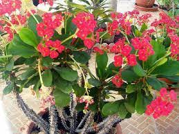 Getah pohon jarak sifatnya antimikroba hingga bisa membunuh virus seperti jenis staphylococus, streptococus serta. Cara Menanam Bunga Euphorbia Yang Cantik Berduri Situsbunga Com 2021