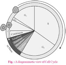 Check spelling or type a new query. Cell Cycle And Cell Division Biology Notes For Neet Aiims Jipmer