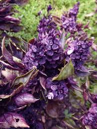 Image result for Ocimum natalense
