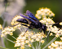 Plumber bee is another name for the carpenter bee. Hymenoptera Wikipedia